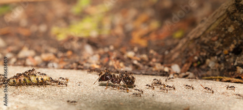  Big headed ant team work to move big worm © lirtlon