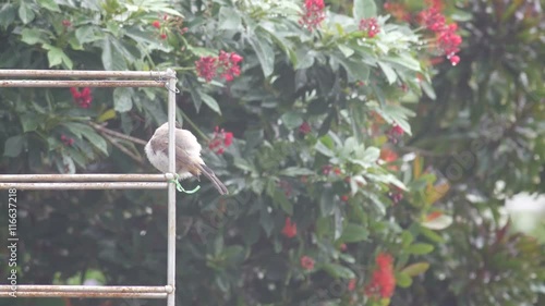a wet Red-whiskered bulbul is cleaning itself after rain on the metal bar