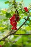 Rote Johannisbeeren / Red currant