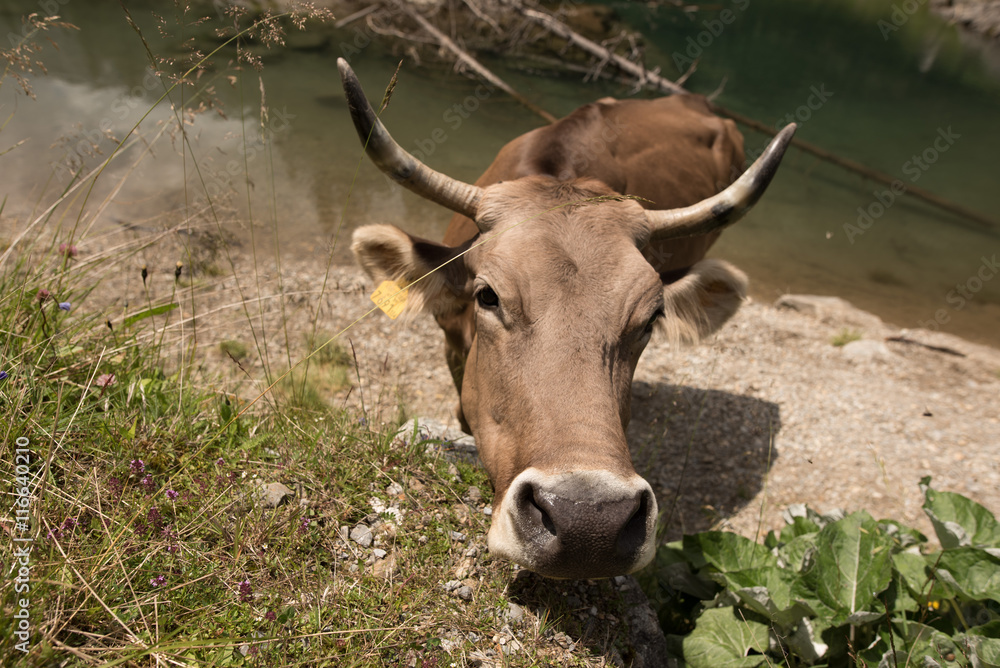 Milk cow of the Austrian Alps Milk cow of the Austrian Alps