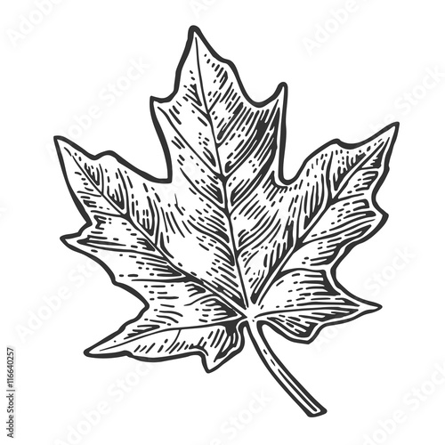 Maple leaf. Vector vintage engraved illustration.