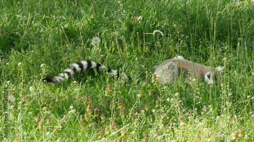 Ring-tailed lemur eating grass in zoo. Primates in Madagascar. Endangered exotic animal. Closeup. 4K Ultra HD