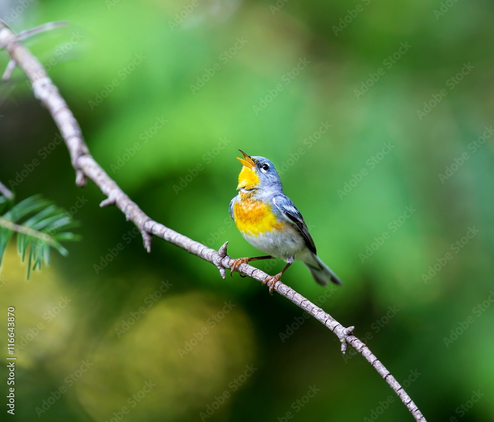 A small warbler of the upper canopy, the Northern Parula can be found in boreal forests of Quebec. It nests in Canada in June and July and after returns south to spend the winter.