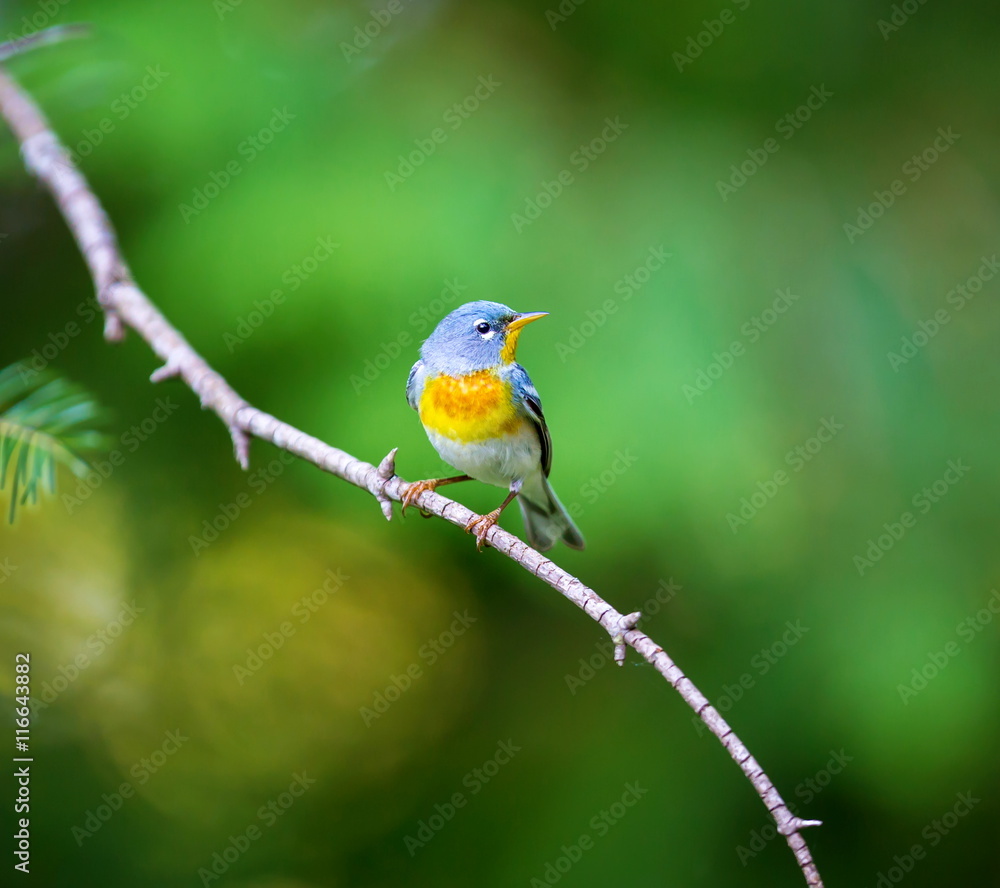 A small warbler of the upper canopy, the Northern Parula can be found in boreal forests of Quebec. It nests in Canada in June and July and after returns south to spend the winter. A small warbler of the upper canopy, the Northern Parula can be found in boreal forests of Quebec. It nests in Canada in June and July and after returns south to spend the winter.
