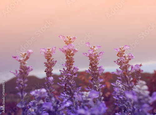 Blooming lavender in the old rose sky background