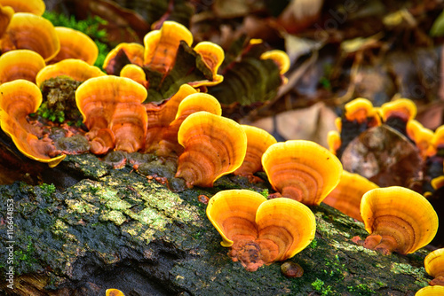 Ganoderma mushroom on timber in nature