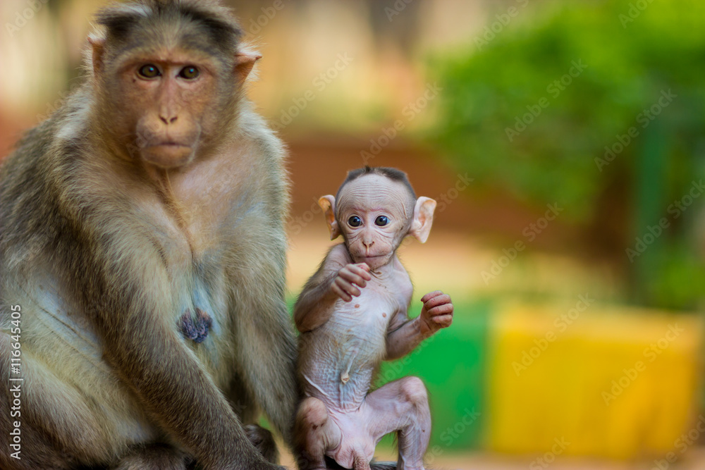 Naklejka premium Baby Macaque India with its mother close at hand. Part of the big banyan tree troop near Bangalore.