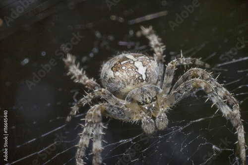Close up spider macro