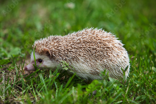hedgehog in the green grass