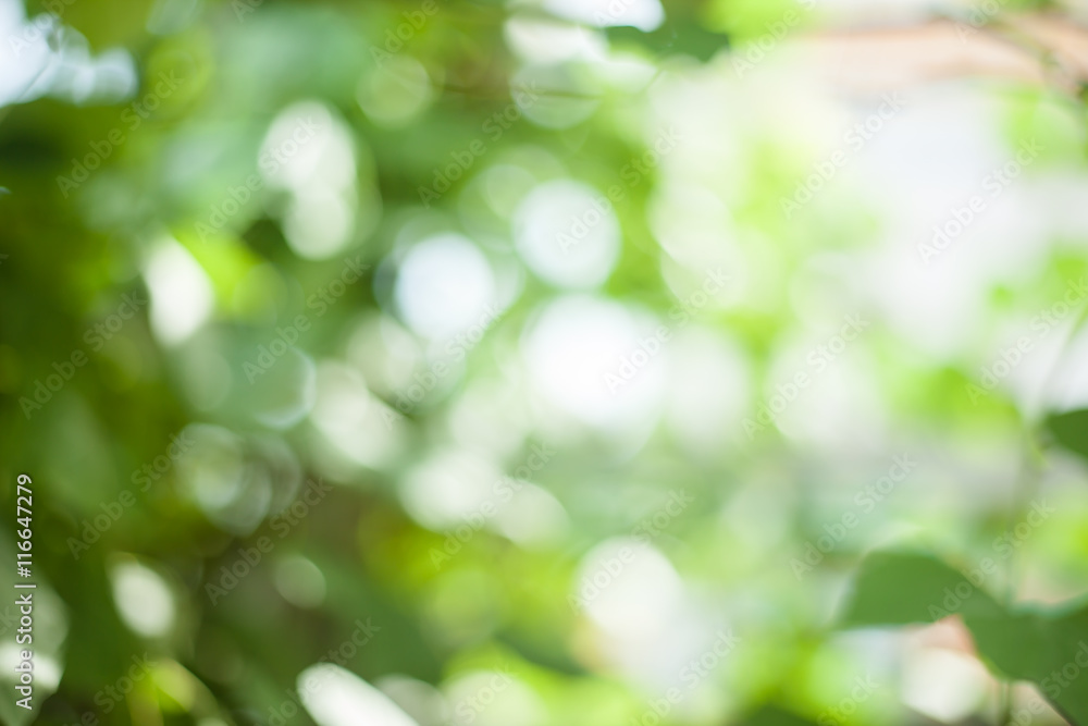 Soft green natural bokeh background Soft green natural bokeh background