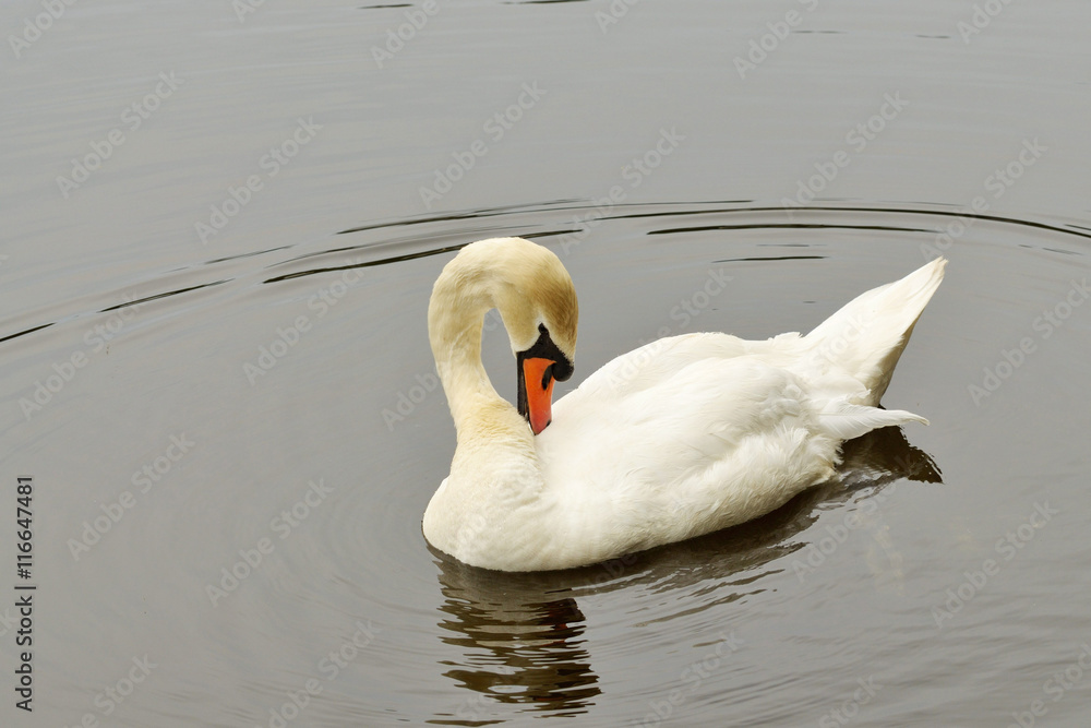 Fototapeta premium White Swan on the lake.