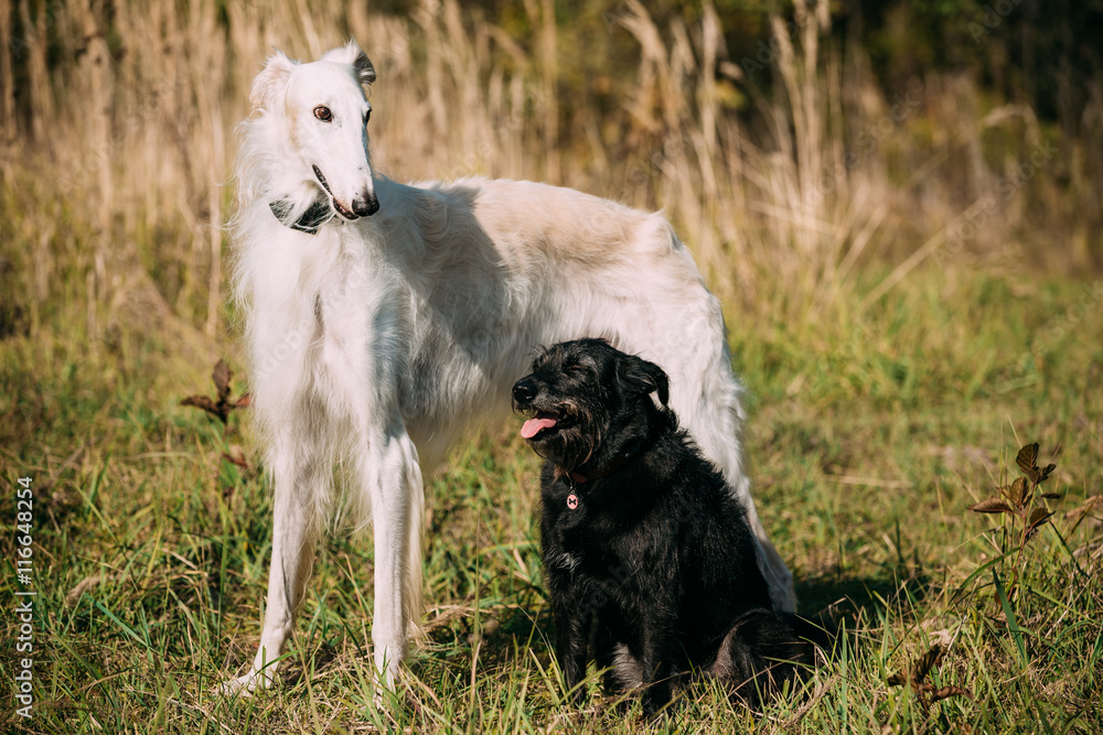 Fototapeta premium Black Mixed Breed and Hunting Dog and White Russian Borzoi, Borz