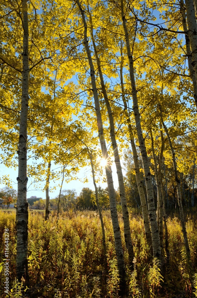 The Sun Shining Through Aspen Trees in the Fall