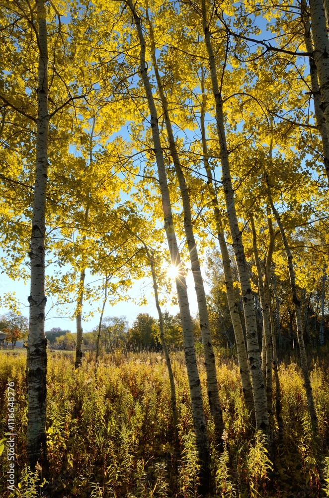 The Sun Shining Through Aspen Trees in the Fall The Sun Shining Through Aspen Trees in the Fall