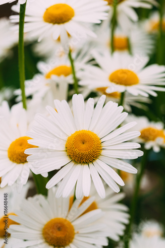 Close View Of Blooming Garden Decorative Flowers  Chamomile
