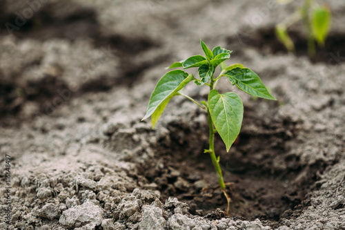 Close Small Green Vernal Seedling Of Capsicum, Pepper Or Capsicu