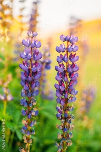 Wild Flowers Lupine In Summer Field Meadow. Close Up. Lupinus 