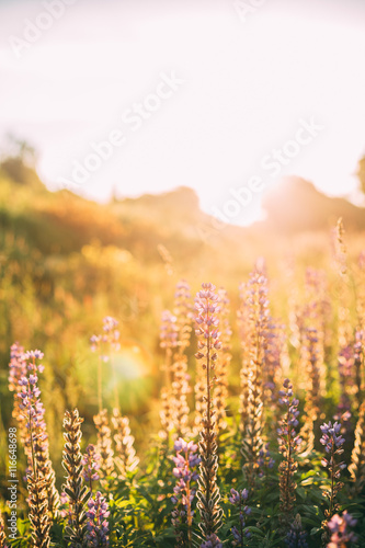 Wild Bloomy Flowers Lupine  Lupinus  Lupin In Sunset Sunrise