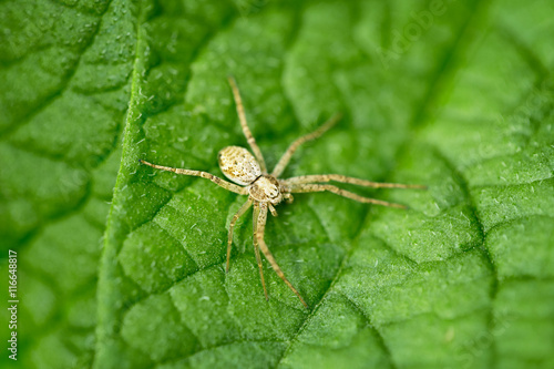 Small spider on green leaf