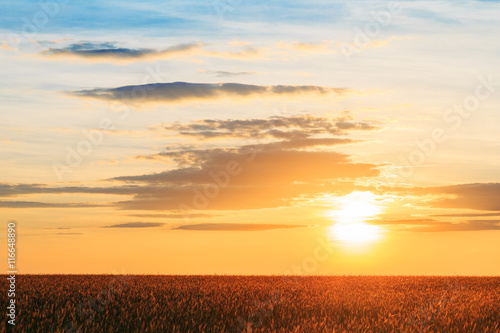 Eared Wheat Field,  Summer Cloudy Sky In Sunset Dawn Sunrise. Sk © Grigory Bruev