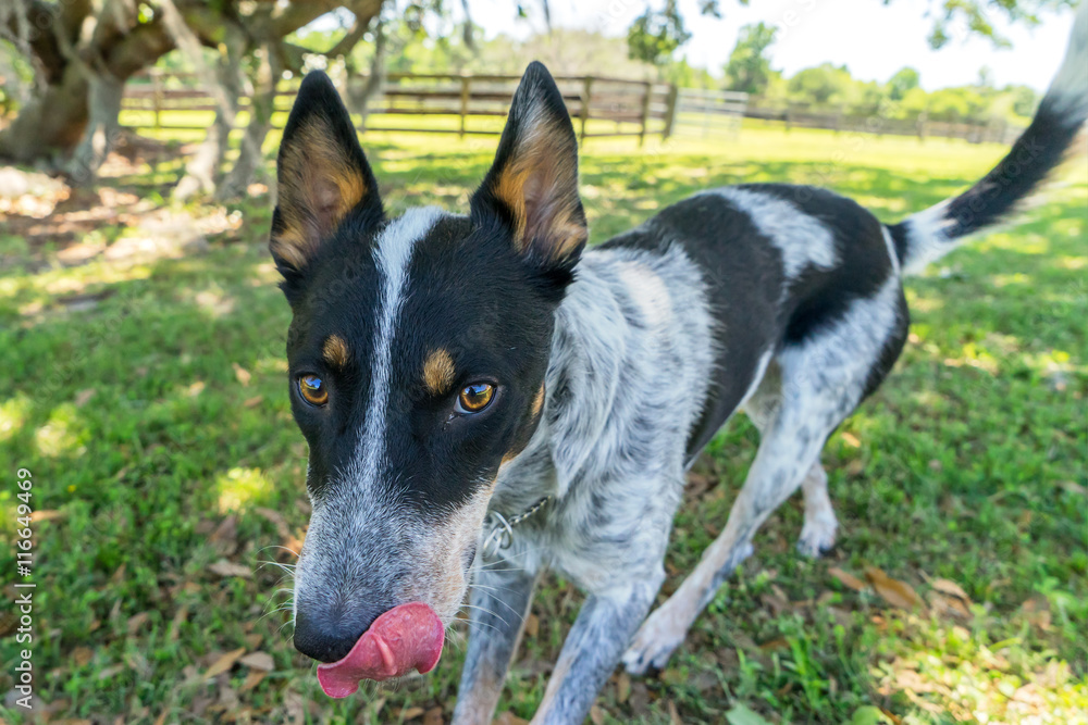 Australian Cattle Dog or Blue Heeler dog pet close up outside in yard or natural setting looking happy curious interested alert ready mischievous smart playful with tongue licking nose