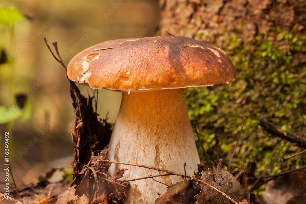 Mushrooms Bolete in the wild in the forest Mushrooms Bolete in the wild in the forest
