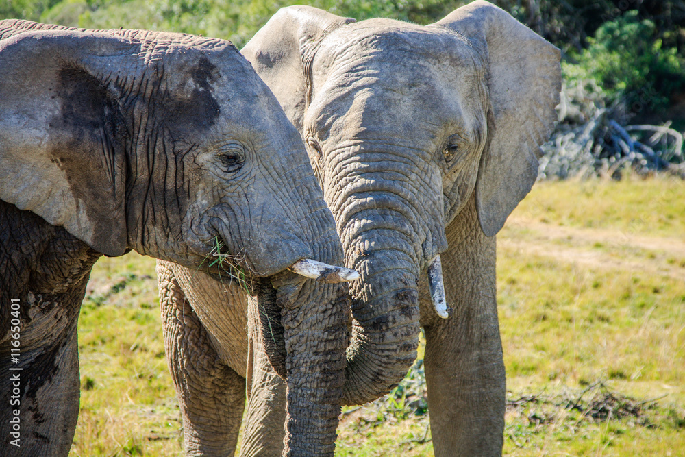 Fototapeta premium African Elephants