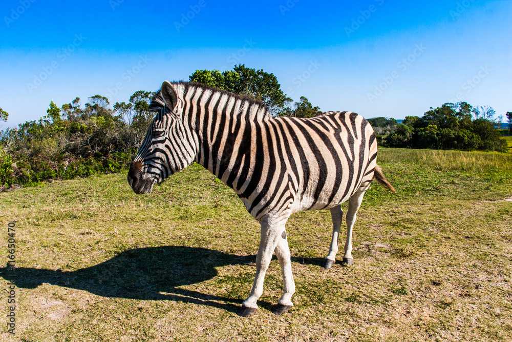 Naklejka premium Portrait of an African Rhinoceros.