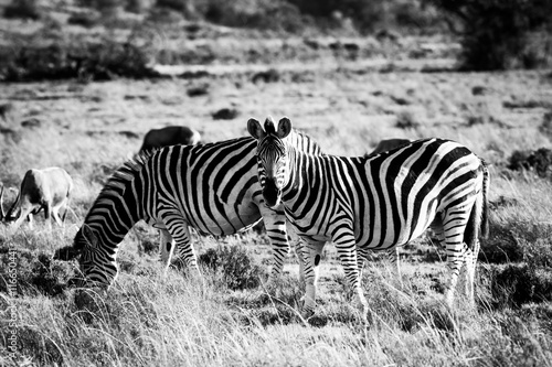 Two zebras on a savanna s grassland