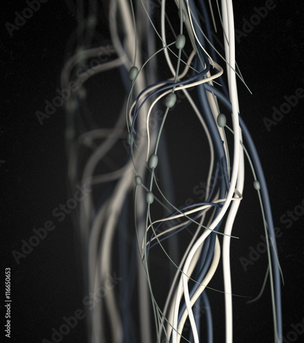 Knee arteries and lymphatic system. Human anatomy. 3d illustration