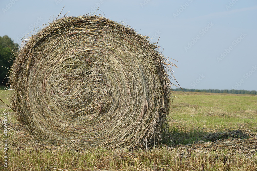 Rolling haystacks in countryside.