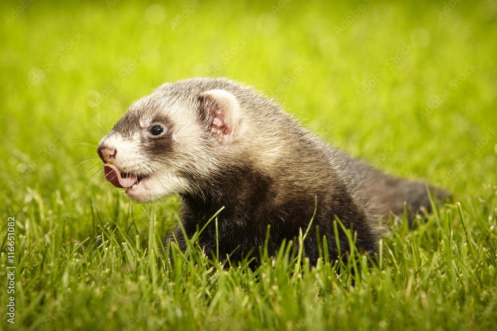 Young ferret baby enjoying summer day Young ferret baby enjoying summer day