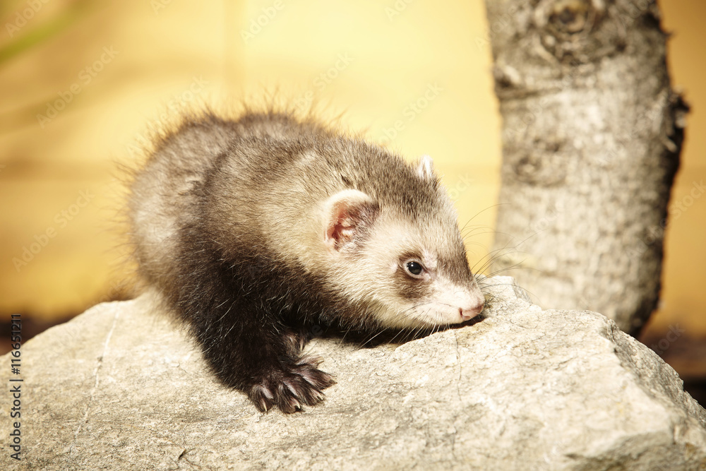 Ferret baby - first moments without mother Ferret baby - first moments without mother