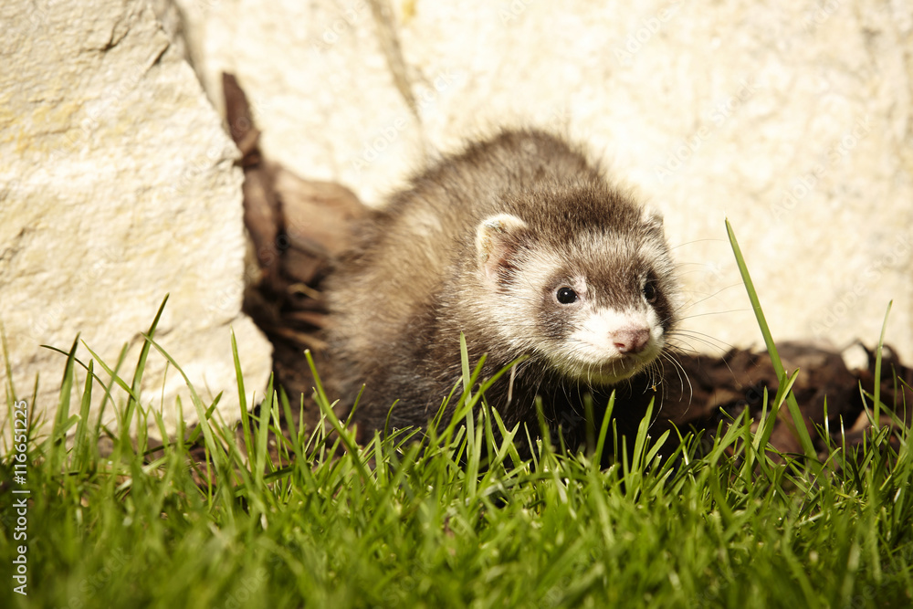 Ferret baby trying first steps outdoor Ferret baby trying first steps outdoor