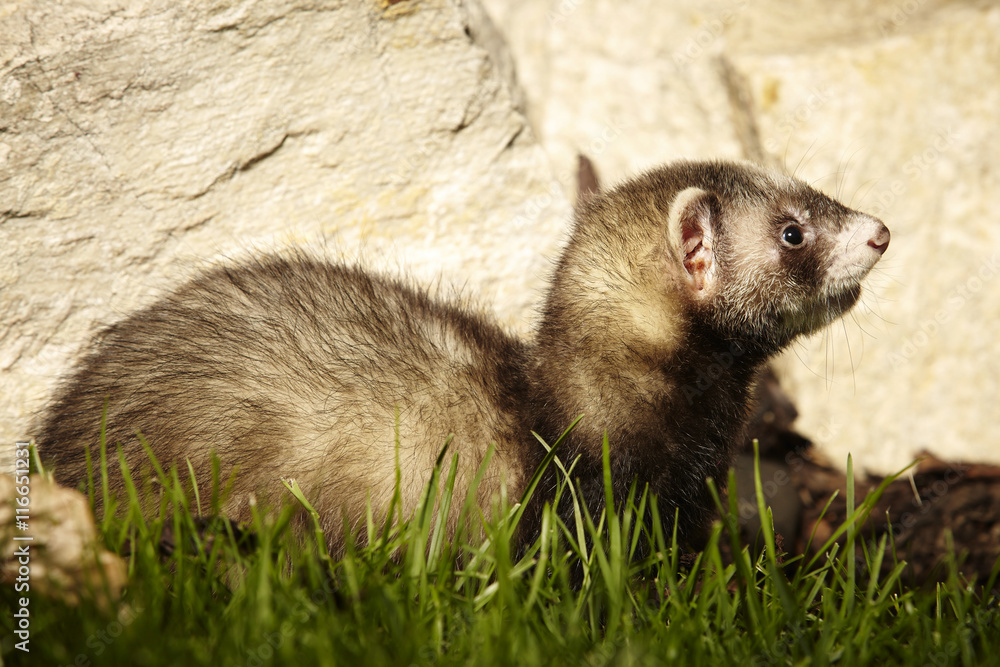 Fototapeta premium Ferret baby exploring terrain