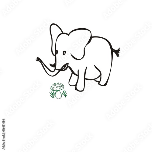 Animal