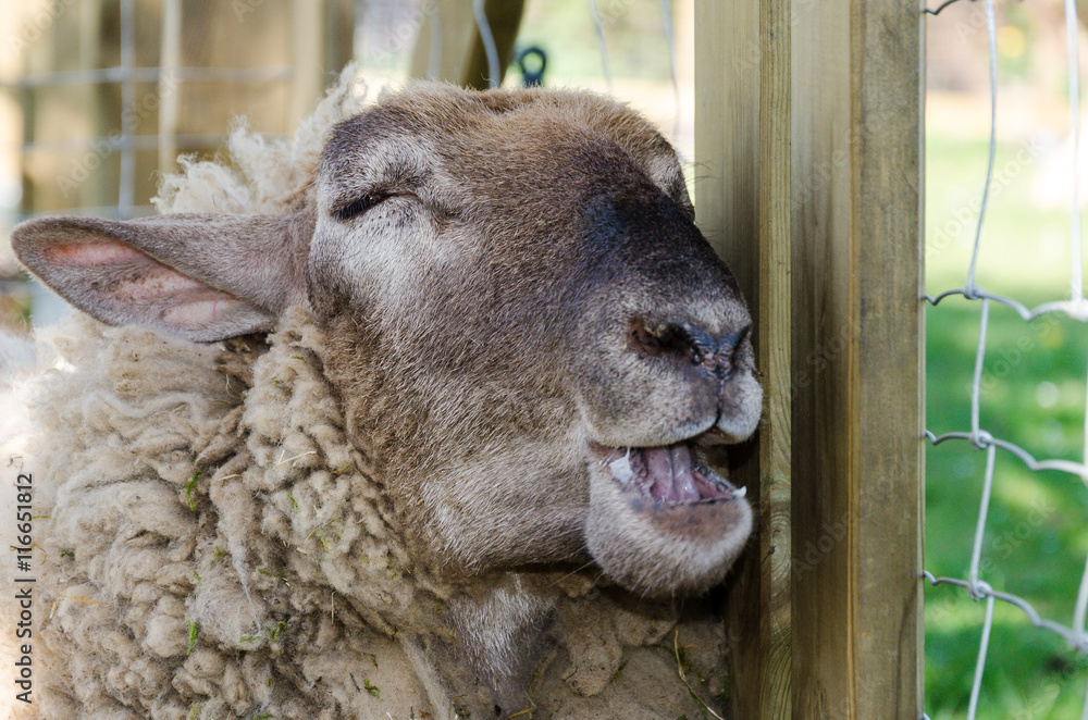 Fototapeta premium Das träumende Schaf