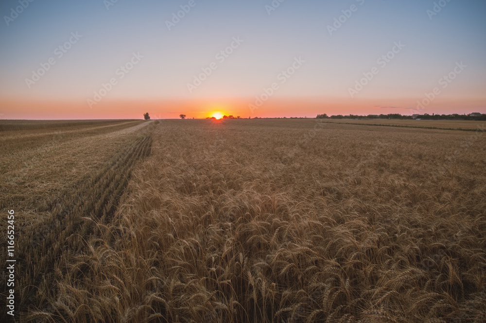 Sunset on wheat field background Sunset on wheat field background