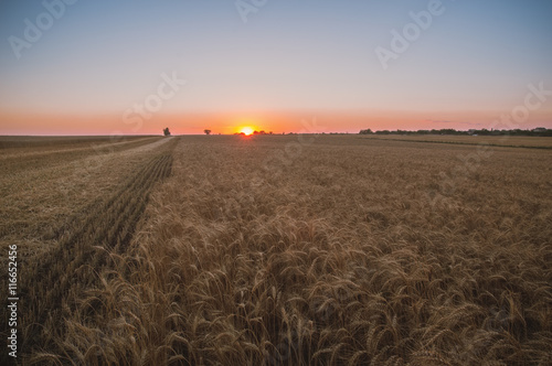 Sunset on wheat field background