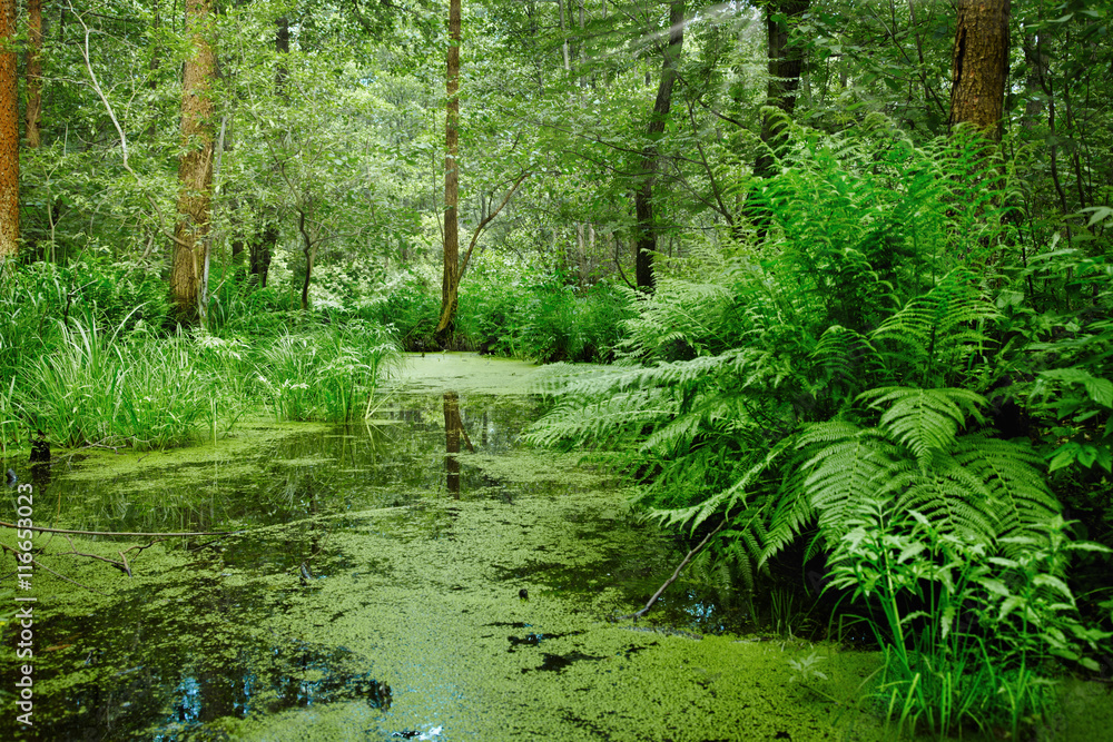 Obraz premium Marsh and swamp - landscape