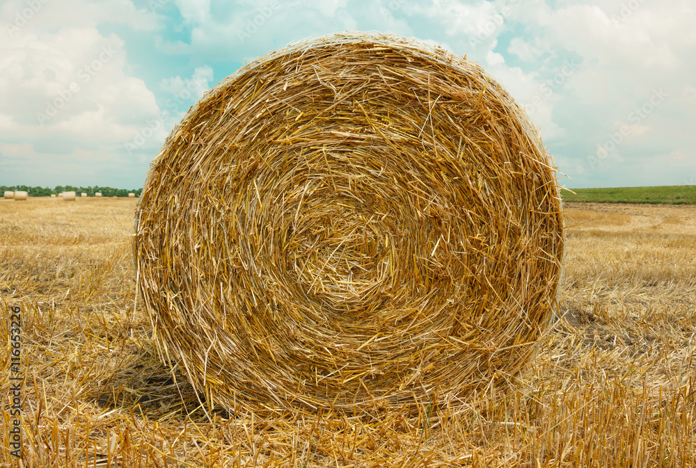hay bale in the foreground in rural field hay bale in the foreground in rural field