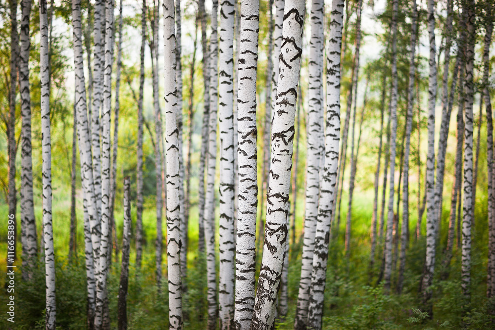 Fototapeta premium summer forest birch