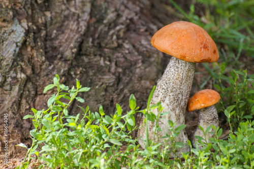 Mushroom orange-cap boletus