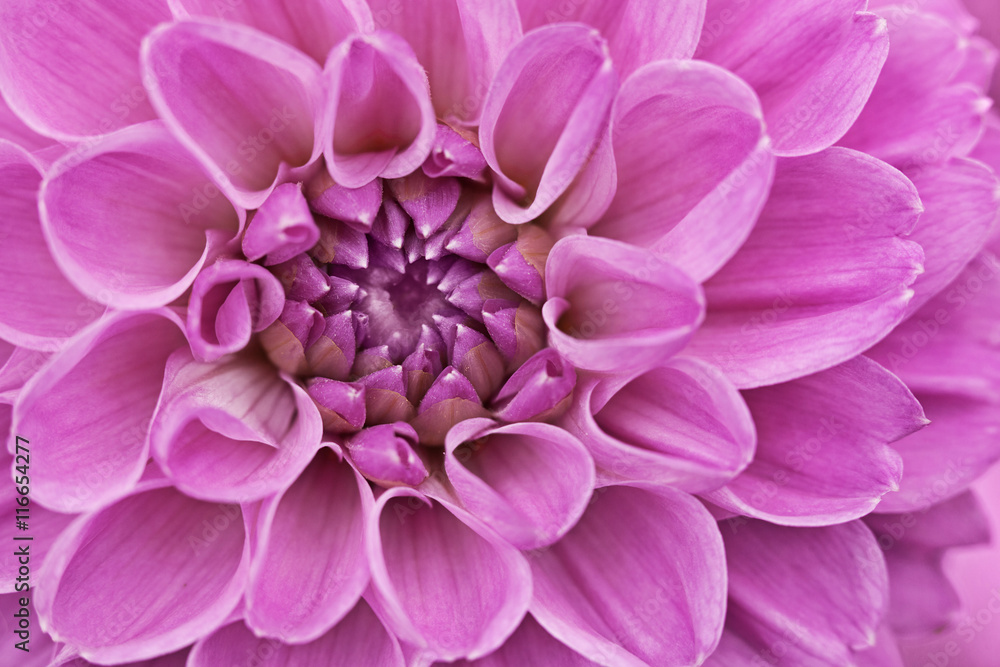 Flower purple chrysanthemum close up Flower purple chrysanthemum close up