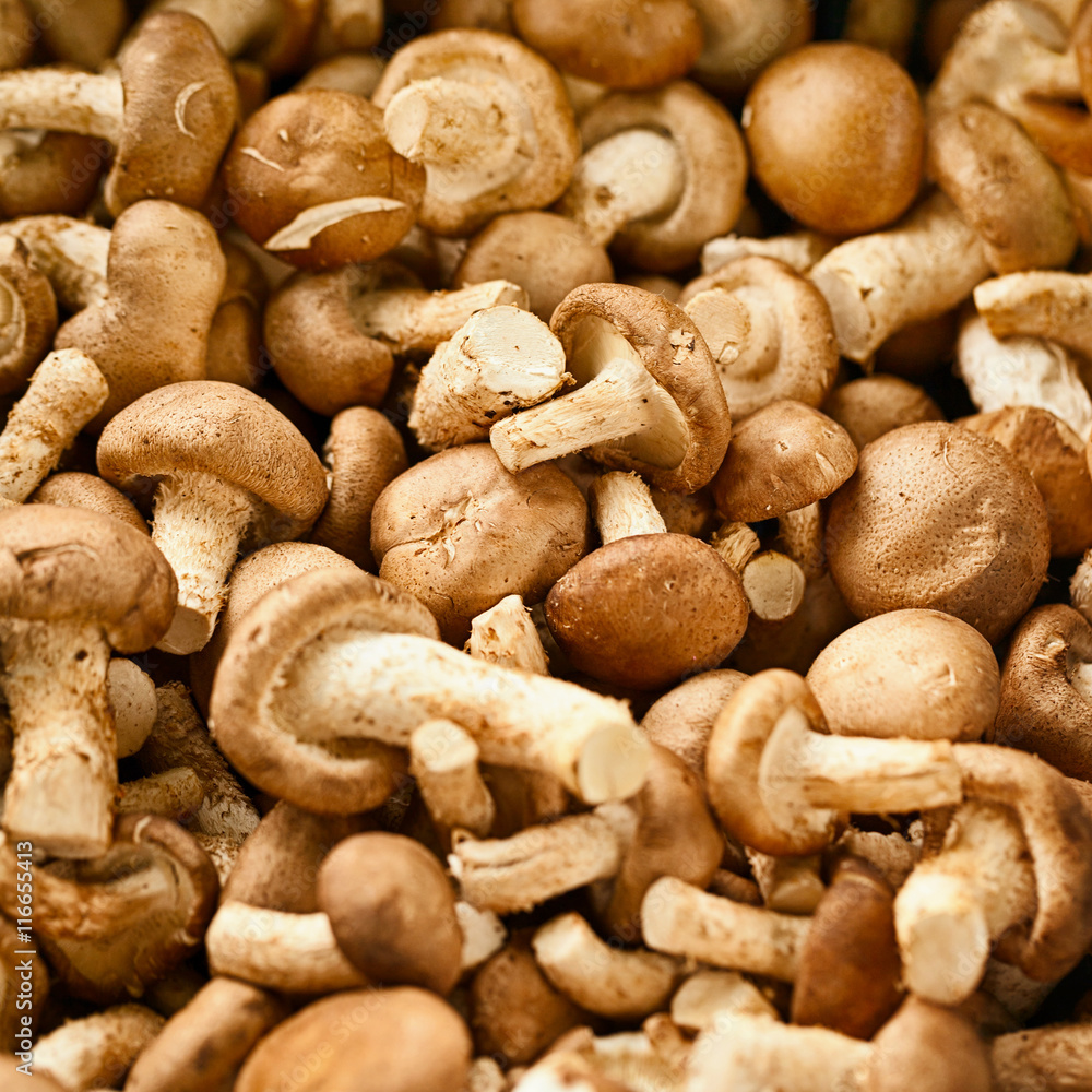 Edible mushrooms on the market Edible mushrooms on the market