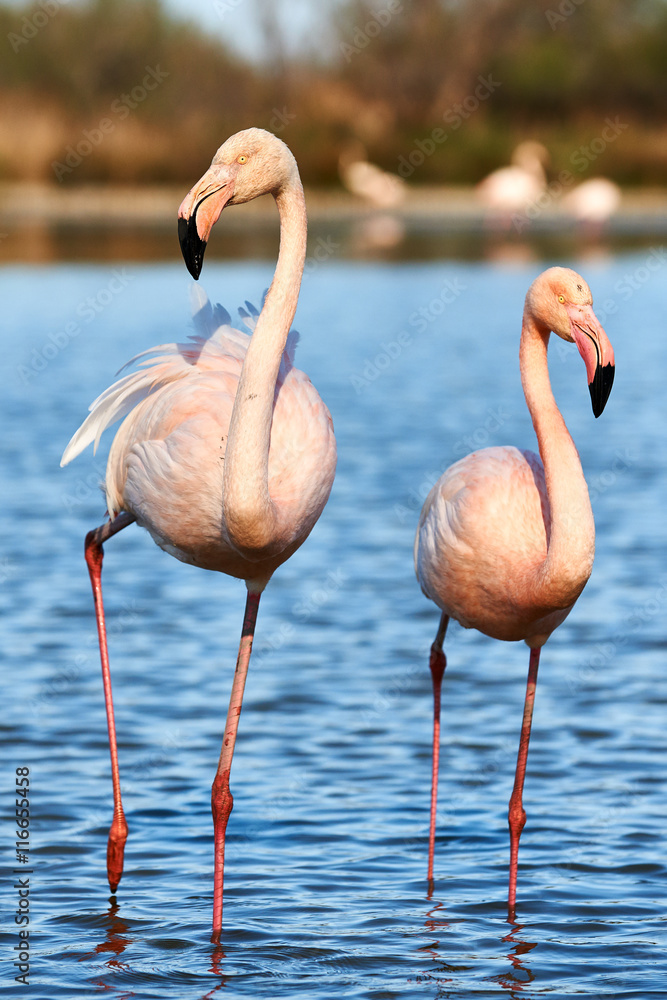 Naklejka premium Couple of beautiful flamingos