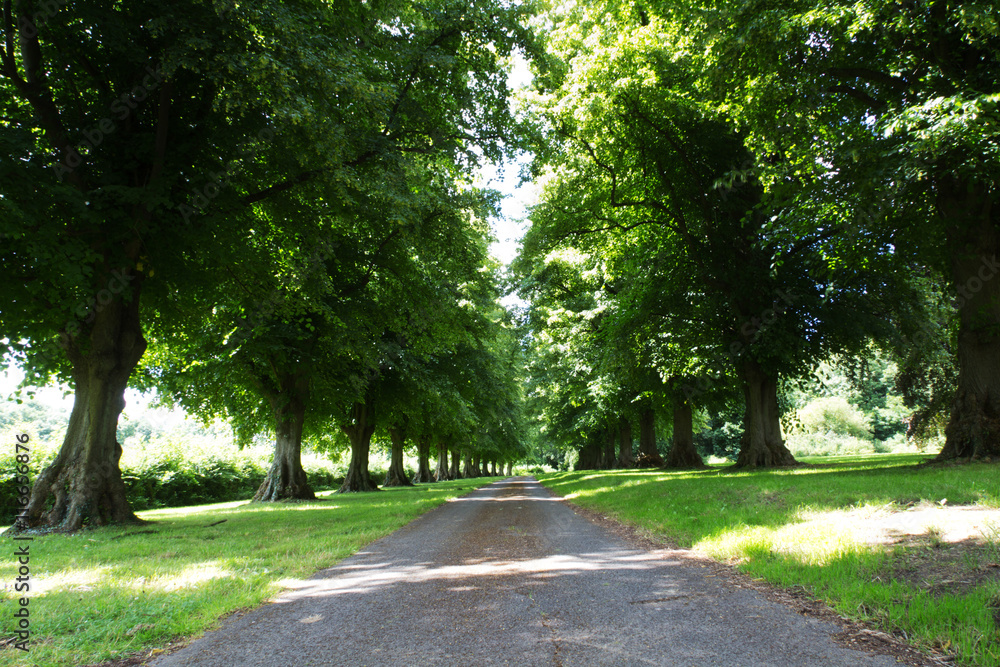 Path surrounded by trees on both sides Path surrounded by trees on both sides