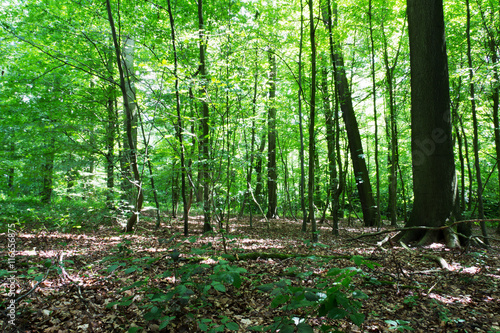 Fototapeta Naklejka Na Ścianę i Meble -  Woods in summer with light through green leaves