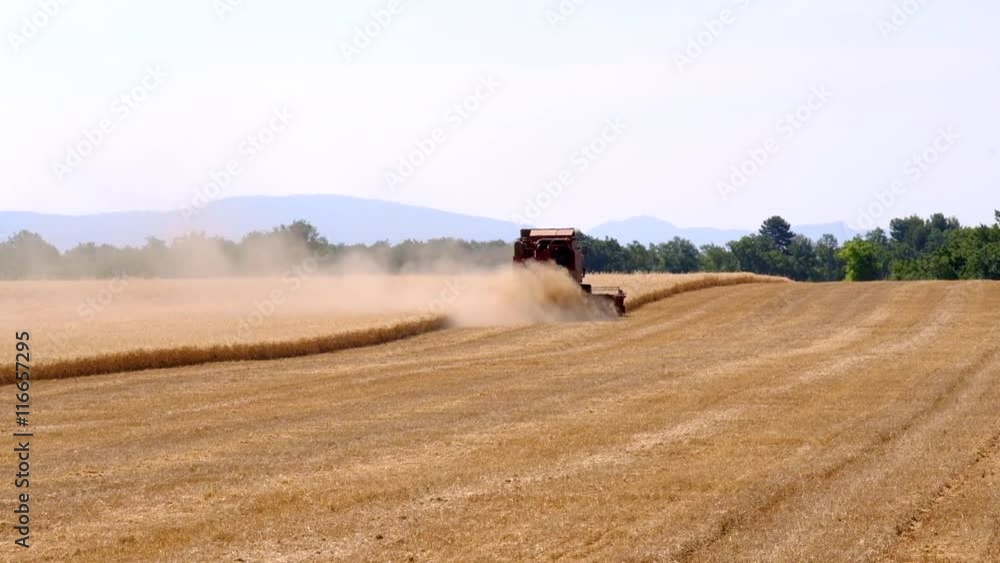 Harvester gathers the wheat crop in a field Harvester gathers the wheat crop in a field