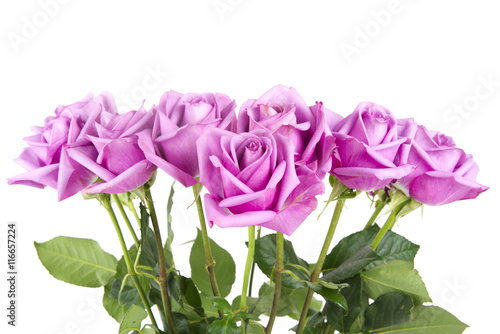 Pink Roses 